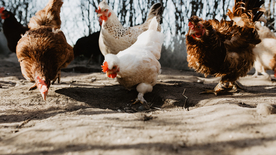 母鸡空山鸟语图片