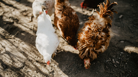 母鸡空山鸟语图片