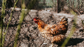 母鸡空山鸟语图片