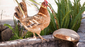 母鸡空山鸟语图片