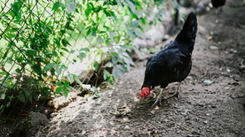 母鸡空山鸟语图片