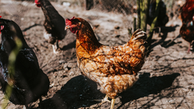 母鸡空山鸟语图片