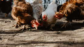 母鸡空山鸟语图片