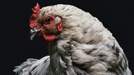 母鸡空山鸟语图片