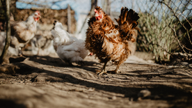 母鸡空山鸟语图片