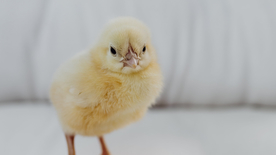 小鸡仔空山鸟语图片