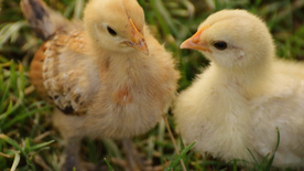 小鸡仔空山鸟语图片