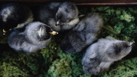 小鸡仔空山鸟语图片