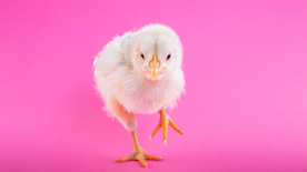 小鸡仔空山鸟语图片