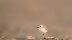 小鸡仔空山鸟语图片