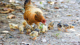小鸡仔空山鸟语图片