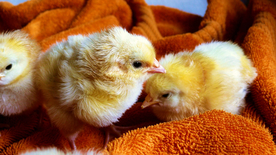 小鸡仔空山鸟语图片