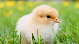 小鸡仔空山鸟语图片