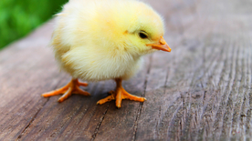 小鸡仔空山鸟语图片