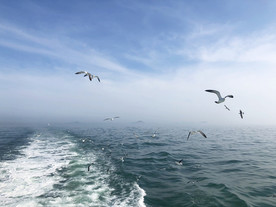 长岛风景 万鸟岛