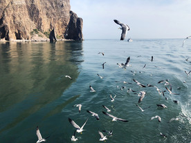 长岛风景 万鸟岛