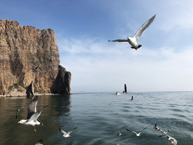 长岛风景 万鸟岛