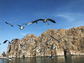 长岛风景 万鸟岛