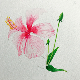 水彩彩铅绘画植物花朵