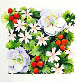 水彩彩铅绘画植物花朵