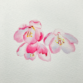 水彩彩铅绘画植物花朵