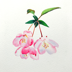 水彩彩铅绘画植物花朵