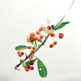 水彩彩铅绘画植物花朵