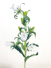 水彩彩铅绘画植物花朵