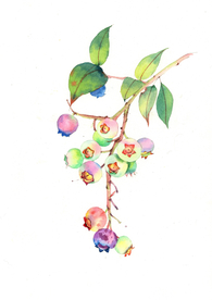 水彩彩铅绘画植物花朵