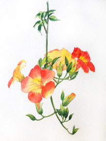 水彩彩铅绘画植物花朵