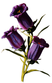 复古花朵植物图案