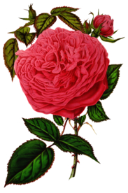 复古花朵植物图案