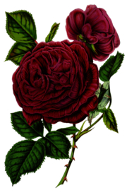 复古花朵植物图案