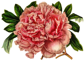 复古花朵植物图案