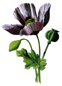 复古花朵植物图案