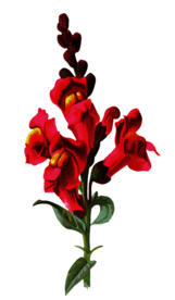 复古花朵植物图案