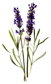 复古花朵植物图案