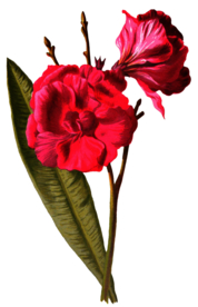 复古花朵植物图案