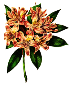 复古花朵植物图案