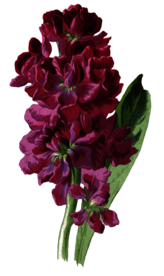 复古花朵植物图案