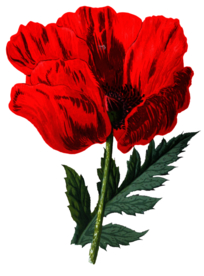 复古花朵植物图案