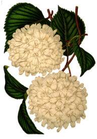 复古花朵植物图案