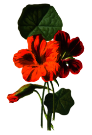 复古花朵植物图案