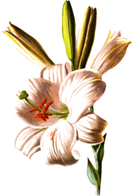 复古花朵植物图案