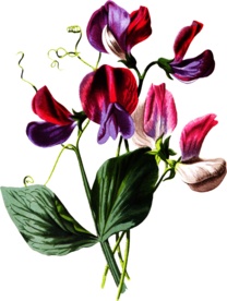 复古花朵植物图案