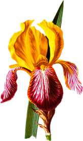 复古花朵植物图案