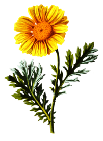 复古花朵植物图案