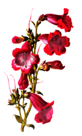 复古花朵植物图案