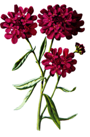 复古花朵植物图案