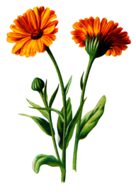 复古花朵植物图案